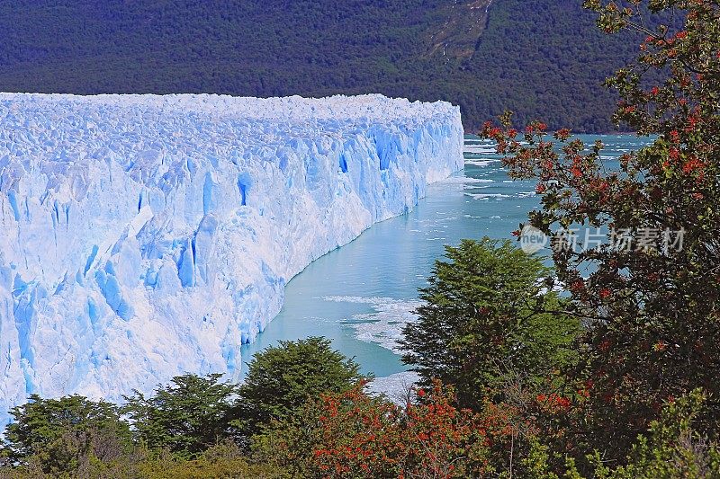 莫雷诺冰川和红色野花，阿根廷湖- El Calafate，巴塔哥尼亚